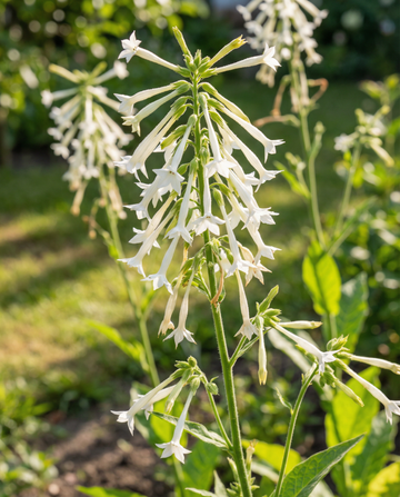 Nicotiana Sylvestris vit 150 cm höjd – ettåriga blomsterfrön från SeedsChoice