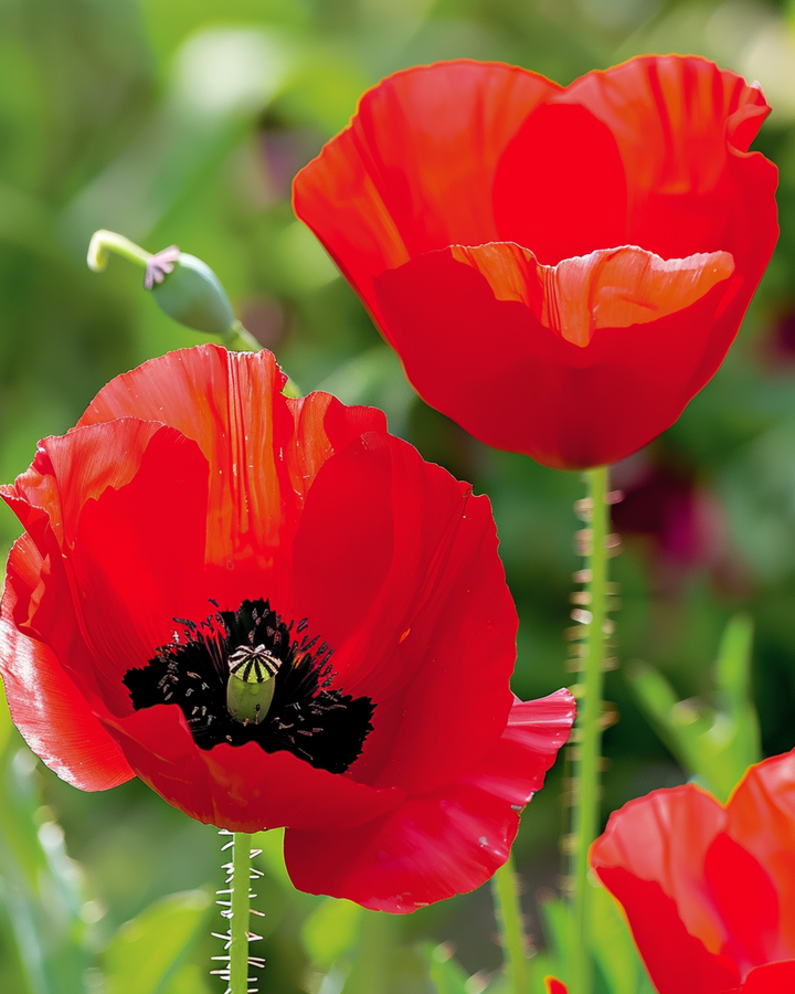 Tulpanvallmofrön (Papaver glaucum) – ettårig blomma