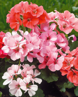 Geraniumfrön Magic Beauty F1 Pelargonium zonale ettårig mix