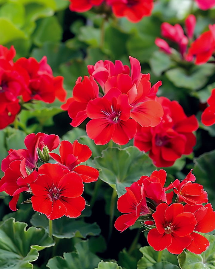 Geranium Mustang F1 frön (Pelargonium zonale) – ettårig