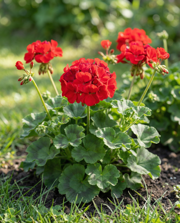 Geranium Mustang F1 (Pelargonium zonale) – ettåriga frön från SeedsChoice