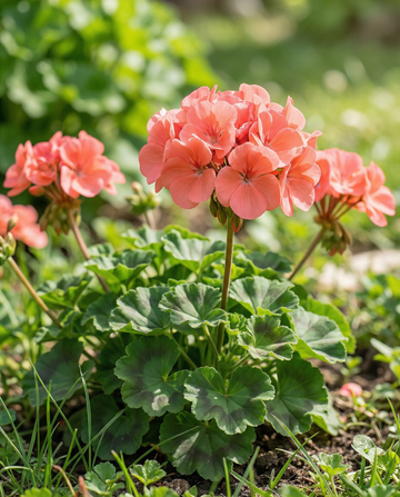 Geranium Chérie F1 (Pelargonium zonale) – ettåriga frön från SeedsChoice
