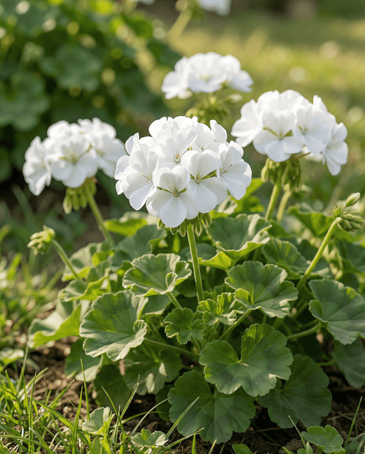 Geranium Apollo F1 White (Pelargonium zonale) – ettåriga frön från SeedsChoice