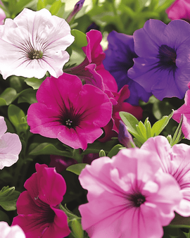 Petunia Dwarf Mixed frön Petunia Hybrida ettåriga kompakta blommor