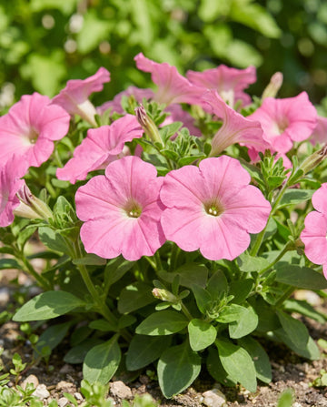 Rose Of Heaven Pink (Petunia hybrida) – ettåriga frön från SeedsChoice