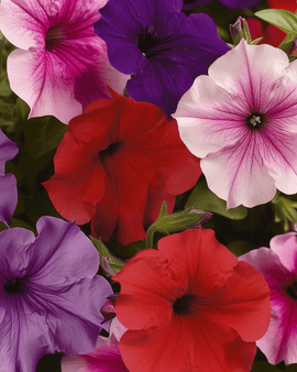 Petuniafrön Cascade F1 Mix Petunia Pendula – ettårig