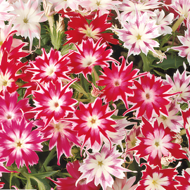 Starphlox-frön Phlox Drummondii ettårig blandning