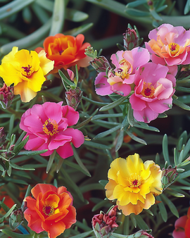 Portulacafrön Portulaca grandiflora dubbla blandade ettåriga blommor för klipptradgård