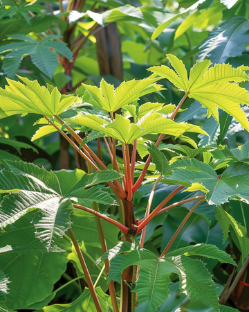 Wonderboom 250 Cm frön (Ricinus communis) – ettårig blomma