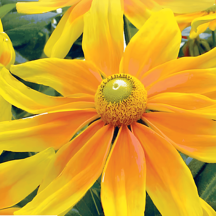Solhattfrön Prairie Sun (Rudbeckia hirta) – ettårig blomma
