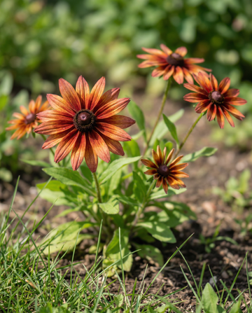 Solhatt Sahara Cut (Rudbeckia hirta) – ettåriga blomsterfrön från SeedsChoice