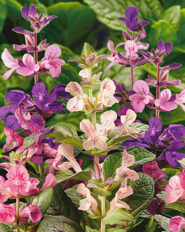Clary frön Salvia Horminum ettårig snittblomma mix