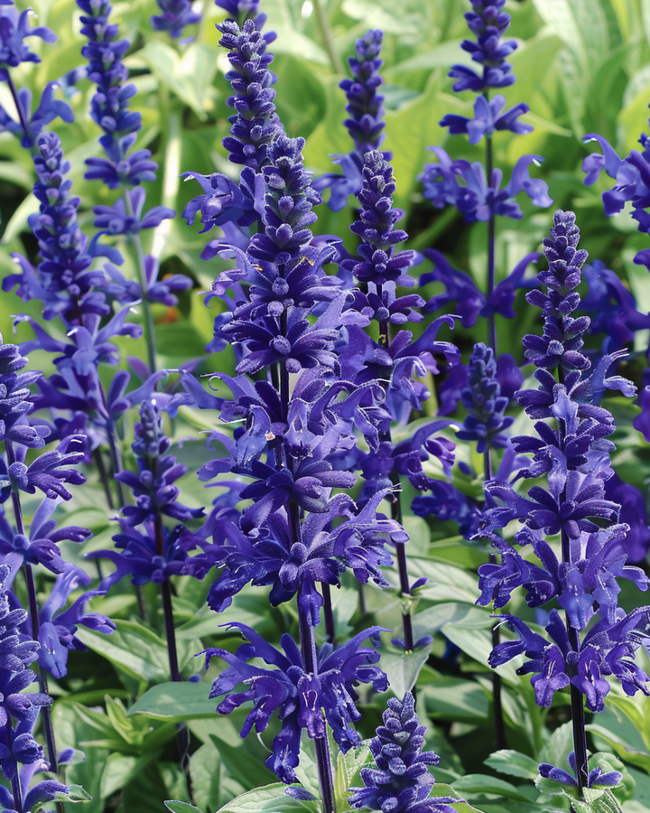Victoria-frön (Salvia farinacea) – ettårig