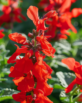 St. John's Fire-frön Salvia Splendens ettårig blomma