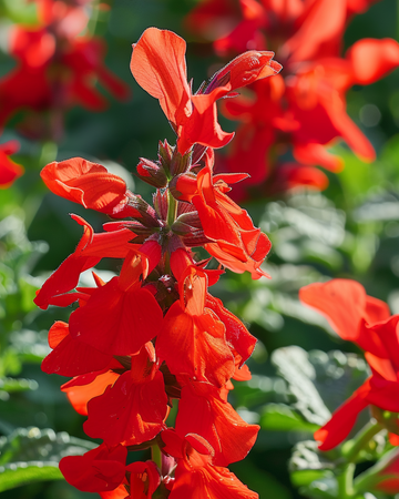 St. John's Fire-frön (Salvia splendens) – ettårig blomma