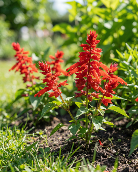 St. John's Fire (Salvia splendens) – ettåriga blomsterfrön från SeedsChoice