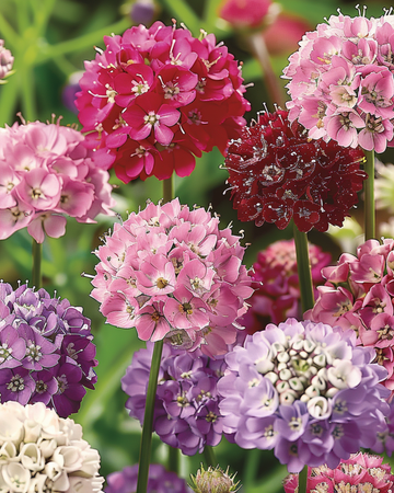 Scabiosafrön Scabiosa Atropurpurea ettårig mix (Scabiosa atropurpurea) – ettårig blandning