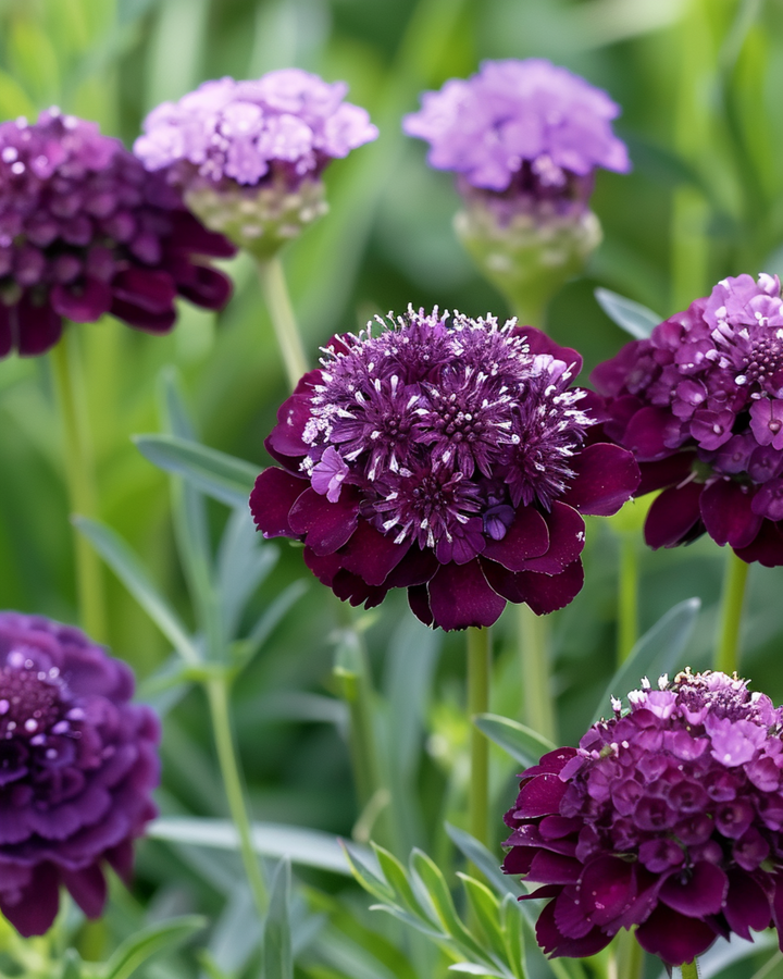 Djupviolett rödnålskudde frön (Scabiosa atropurpurea) – ettårig blomma