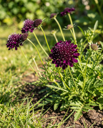 Djupviolett rödnålskudde (Scabiosa atropurpurea) – ettåriga blomsterfrön från SeedsChoice