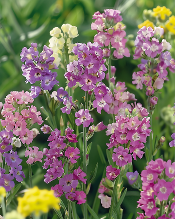Strandlavendel Pacific frön (Limonium sinuatum) – ettårig