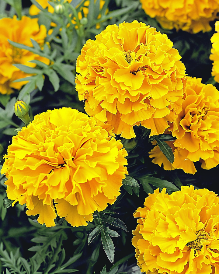 Afrikansk studentblomma Yellow Supreme frön (Tagetes erecta) – ettårig blomma