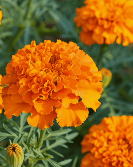 Afrikansk tagetes Hawaii Orange ettårig sort frön Tagetes erecta