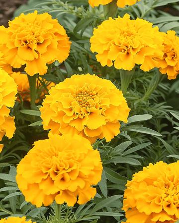 Afrikansk tagetes Golden Age dvärg frön (Tagetes erecta) – ettårig blomma