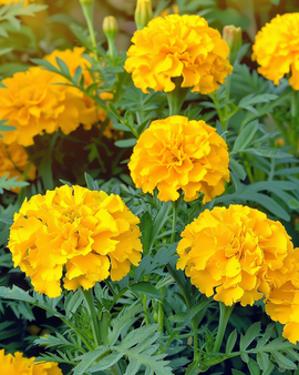 Franska ringblommor frön Tagetes Patula Petite Yellow ettårig