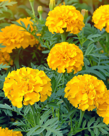 Franska ringblomma Petite Yellow frön (Tagetes patula) – ettårig blomma