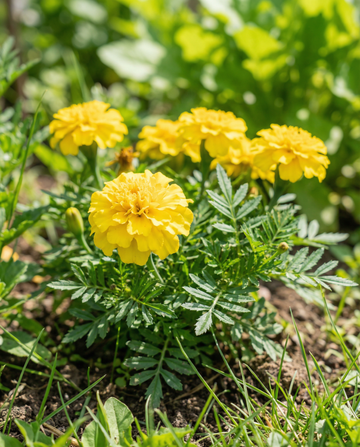 Franska ringblomma Petite Yellow (Tagetes patula) – ettåriga blomsterfrön från SeedsChoice