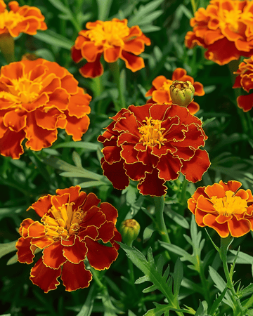 Fransk tagetes Carmen frön (Tagetes patula) – ettårig blomma