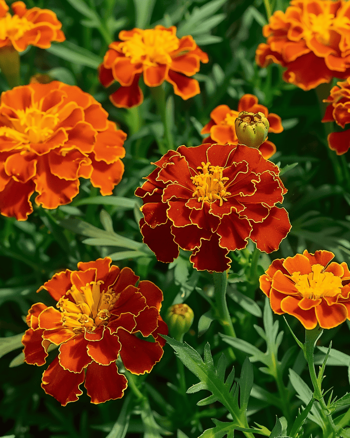 Fransk tagetes Carmen frön (Tagetes patula) – ettårig blomma