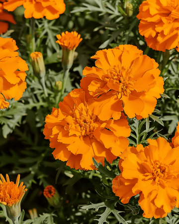 Fransk sammetsblomma Tangerine frön (Tagetes patula) – ettårig blomma