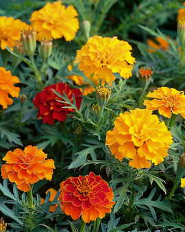 Franska ringblommor frön Bonita Tagetes Patula ettårig mix