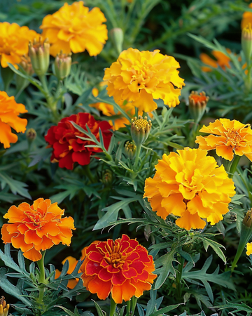 Fransk tagetes Bonita Mix frön (Tagetes patula) – ettårig blomma