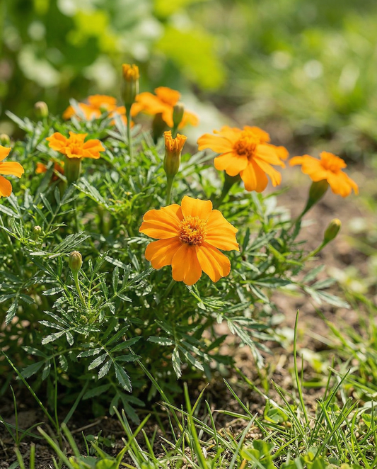 Orange Gem (Tagetes tenuifolia) – ettåriga blomsterfrön från SeedsChoice