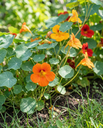 Krasse Mixed Single (Tropaeolum majus) – ettåriga blomsterfrön från SeedsChoice
