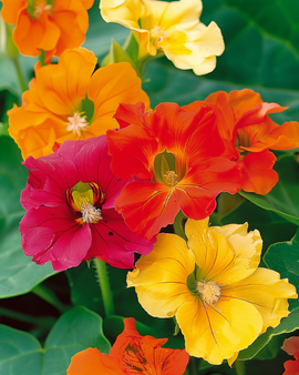 Krasse Glorious Gleam Tropaeolum majus ettårig frön