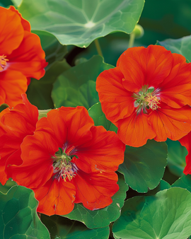 Krasse Scarlet Gleam Tropaeolum majus ettårig blomma frön