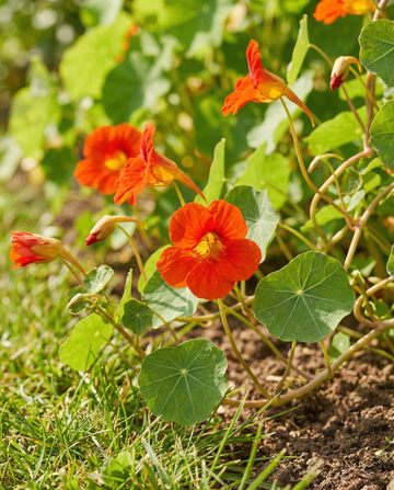 Krasse Scarlet Gleam (Tropaeolum majus) – ettåriga blomsterfrön från SeedsChoice