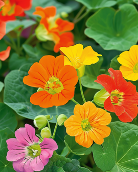 Krasse Tom Thumb frön Tropaeolum majus ettårig blomma