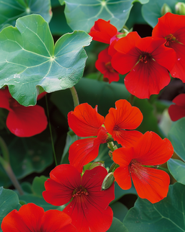 Krasse Empress of India Tropaeolum majus ettårig frön