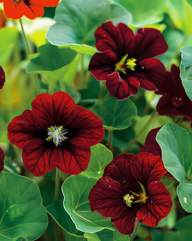 Krasse Black Velvet Tropaeolum majus ettårig blomma frön
