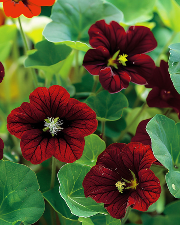 Krasse Black Velvet frön (Tropaeolum majus) – ettårig blomma