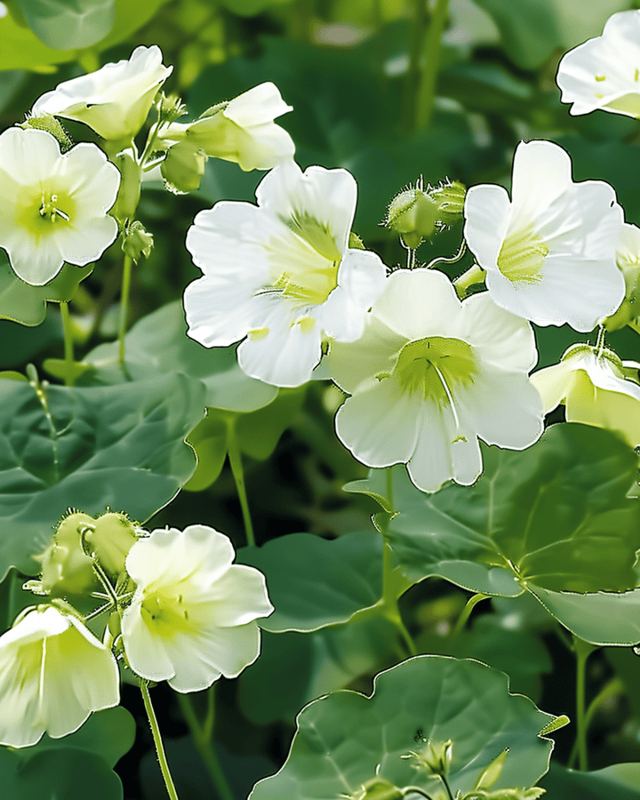 Krasse Milkmaid frön (Tropaeolum majus) – ettårig