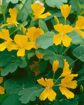 Kanariekrassen frön Tropaeolum Peregrinum – ettårig klätterblomma