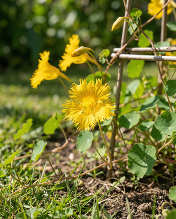 Canary Creeper klätterväxt (Tropaeolum peregrinum) – ettåriga klätterfrön från SeedsChoice