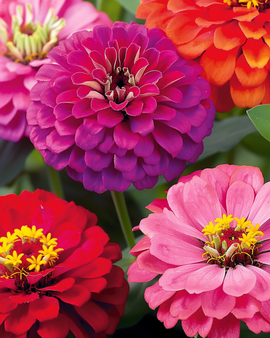 Zinnia frön – dahliablommig ettårig Zinnia Elegans