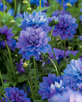 Blå sommarblommor frön ettårig mix blå nyanser