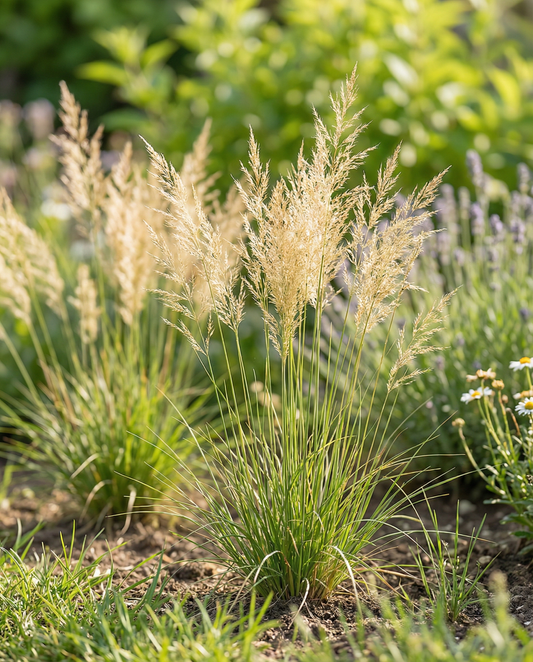 Prydnadsgräsblandning 40 till 80 cm – ettårigt gräs frön från SeedsChoice